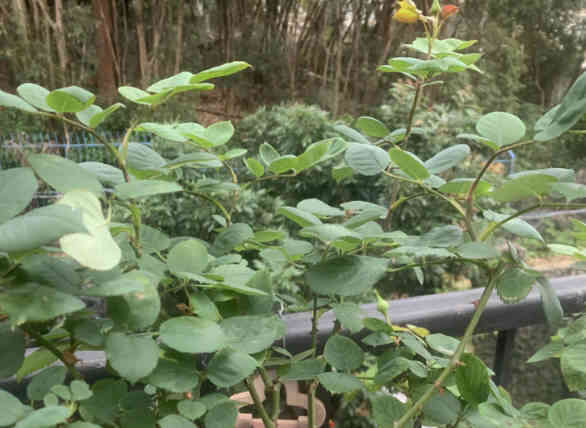 Roses with green leaves