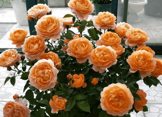 A blooming orange rose, with full flowers and green leaves, looks full of vitality