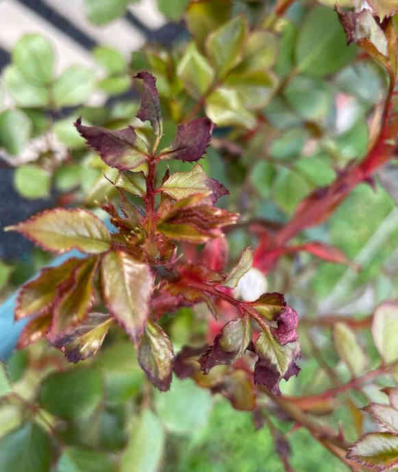 Rose leaves turn red