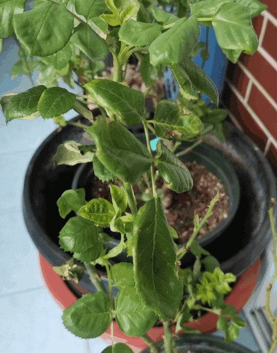 A potted rose plant with some sparse leaves placed in a flowerpot on the balcony