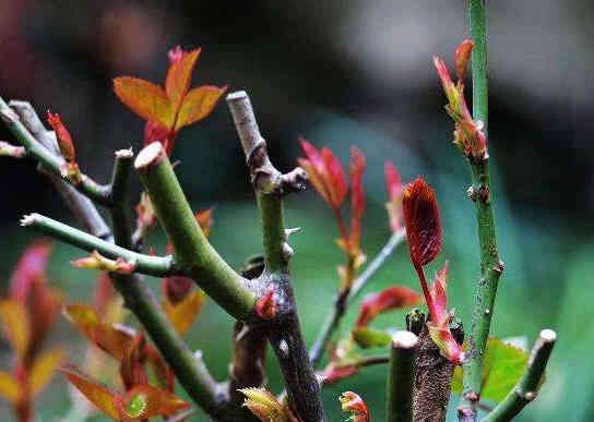 
The branches of a rose are in the stage of budding in early spring