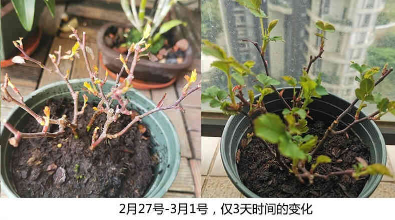 The growth changes of two pots of rose seedlings in just 3 days. From February 27 to March 1, the plants quickly grew new leaves from a state of almost no leaves.