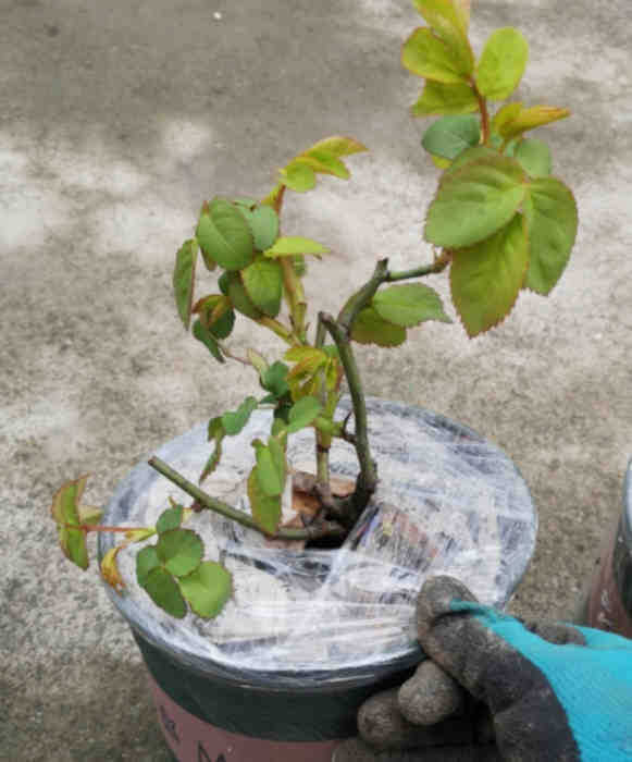 One hand, wearing a blue glove, is holding a pot of rose seedlings wrapped in plastic wrap