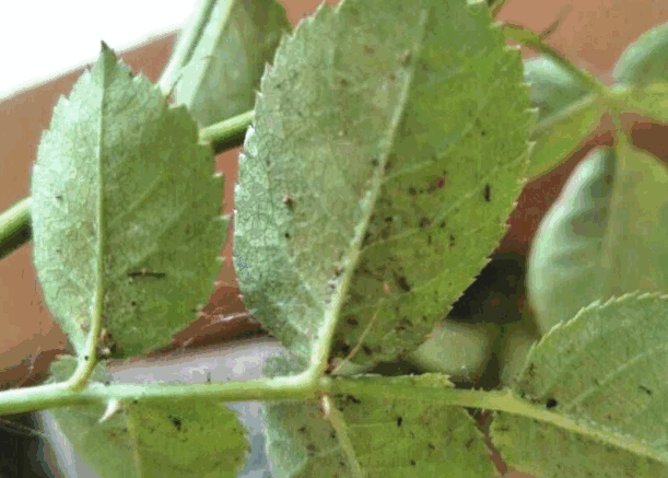 Roses have small black dots on their leaves, which may be damage caused by red spiders or other pests