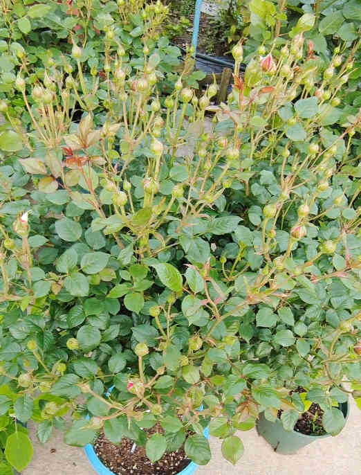 Juice Balcony Roses in Buds