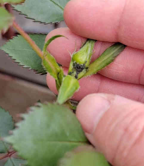 Juice balcony roses have worms in their leaves