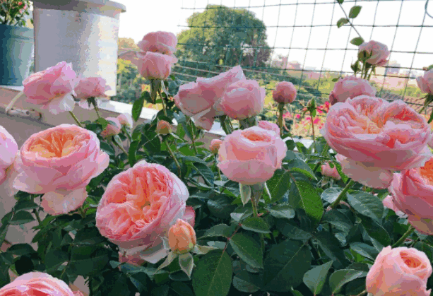 A blooming pink rose bush with an outdoor garden scene in the background