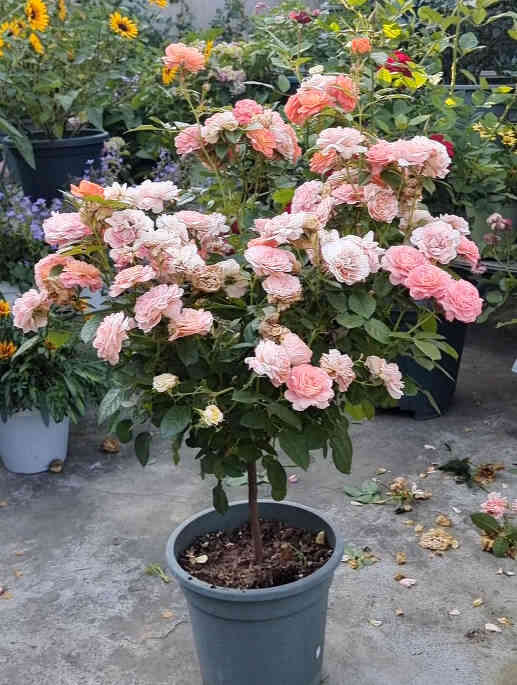 Juicy balcony roses in full bloom