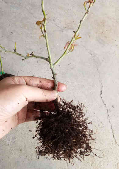 Root system of roses