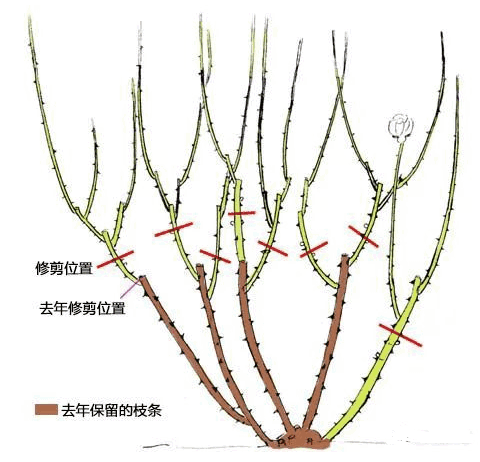 Schematic diagram of pruning a rose, marking where to prune this year and last year.