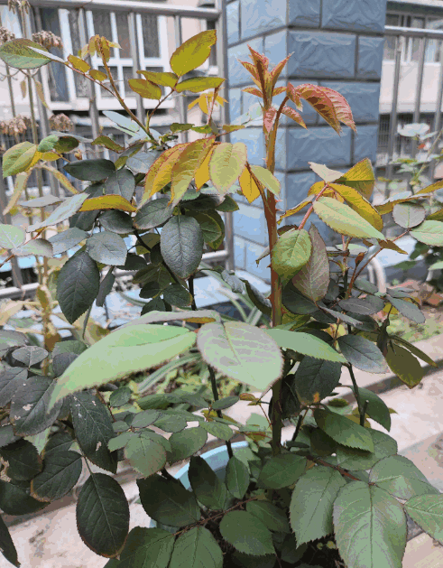 A rose plant with some yellowing leaves, buildings and fences in the background