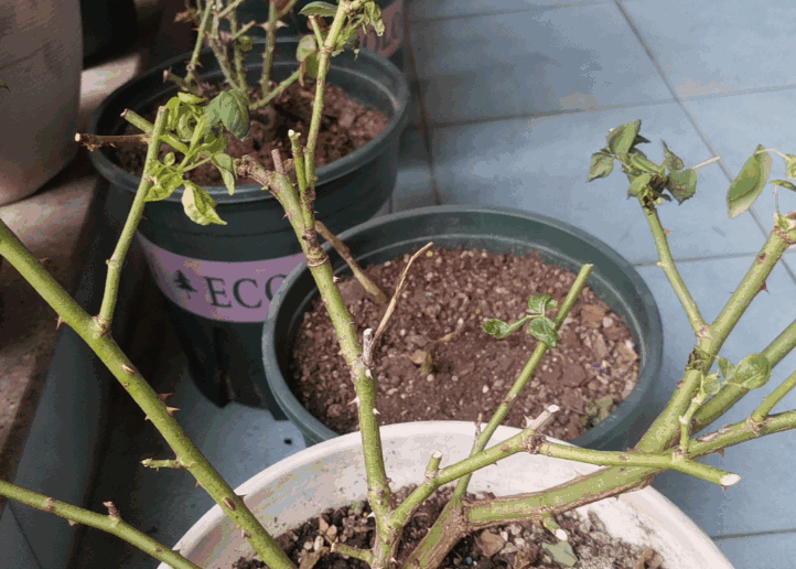 Several pots of rose plants, with their branches recovering after pruning, are placed on the ground on the balcony