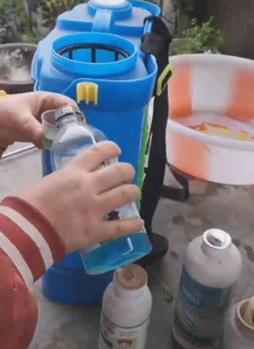 A man is pouring blue liquid from a bottle into a sprayer, preparing to fertilize roses