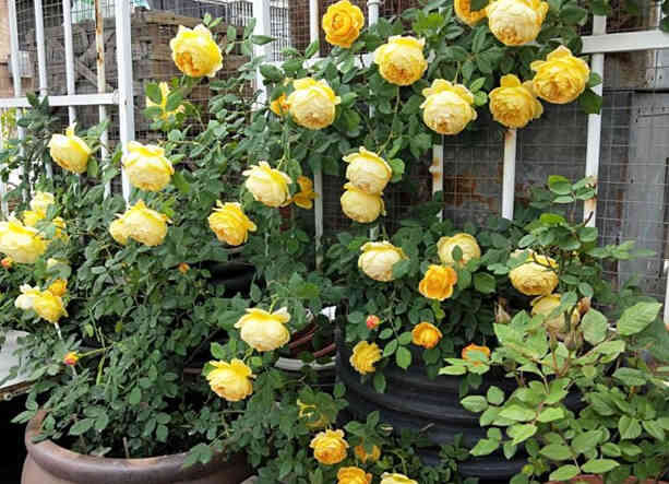 Several yellow roses in full bloom are planted in large pots, with a metal fence and some other plants in the background. The flower heads are drooping to varying degrees because they are too large.