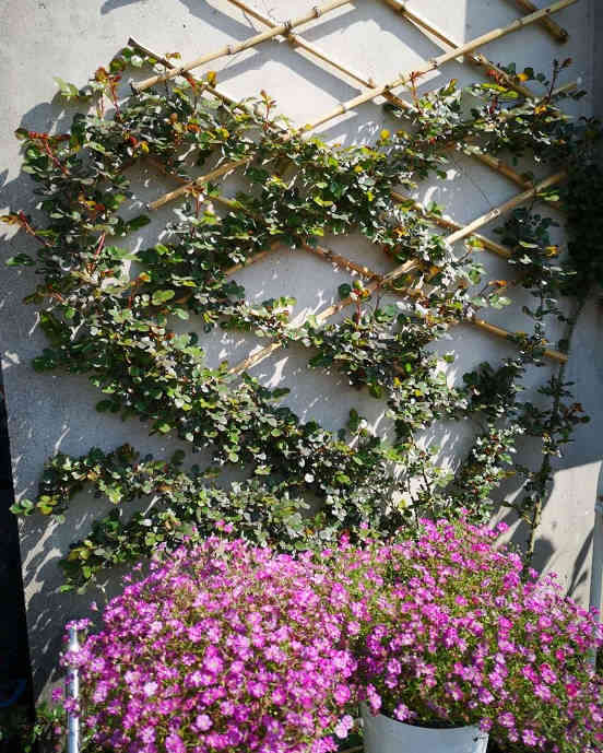 
A grille made of bamboo on one wall is covered with rose heart-shaped plants, and several pots of blooming purple flowers are placed below.