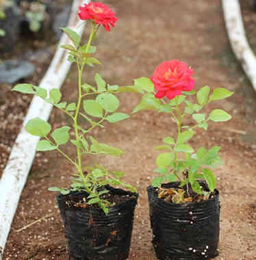 Two blooming red rose seedlings planted side by side in the soil of the greenhouse