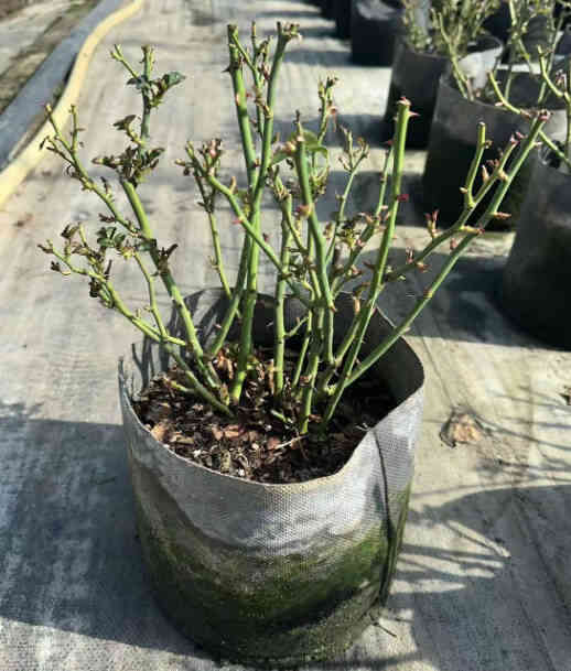 Juicy Balcony Roses for Bare Root Seedlings