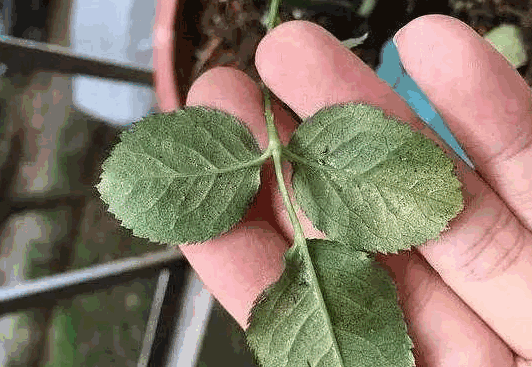 One hand was holding a rose leaf with tiny downy hairs, the back of which looked a little dry