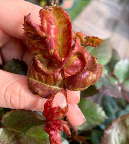 The leaves of the rose have become wrinkled and a little fat