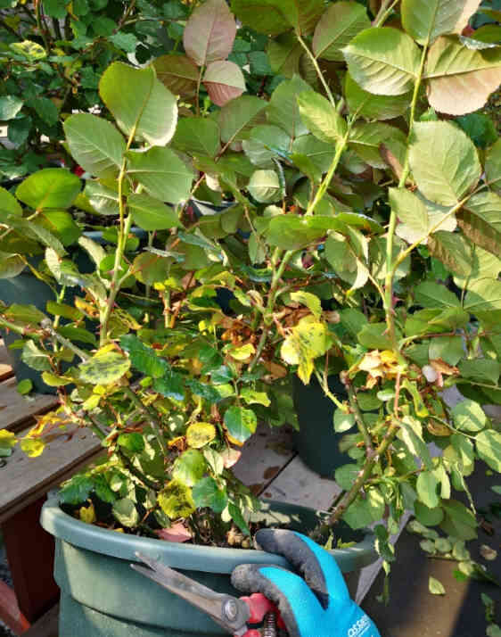 The leaves of a very large growing rose are covered with yellow leaves