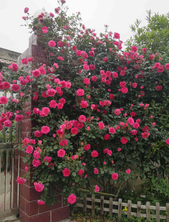 A wall covered with blooming pink roses, densely packed with flowers, with a brick wall and wooden fence in the background