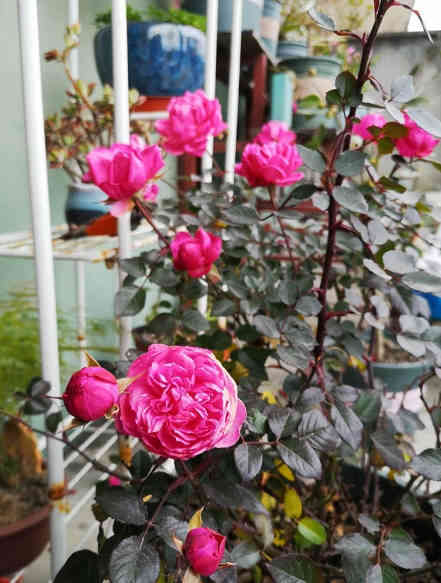 A blooming pink rose with full flowers surrounded by dark green leaves with some other plants and flower pots in the background