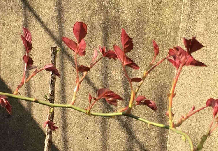 A rose branch with young red leaves against a background of a light wall with shadows