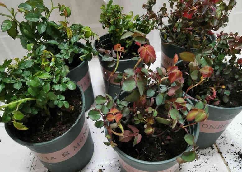 Several pots of different varieties of rose seedlings are neatly arranged on a white tabletop, displaying rich variations of leaf colors