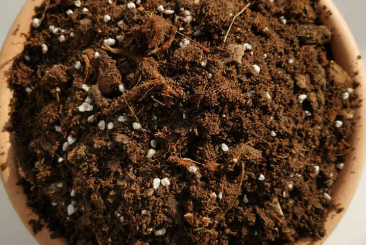 Nutrient soil for flowers