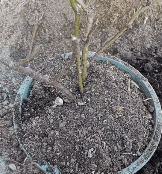 A pot of newly planted or transplanted roses with a flat soil surface and exposed plant branches