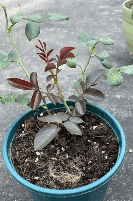 A newly planted rose seedling with dark red and green leaves in a blue pot.