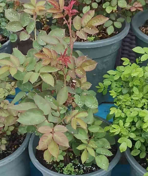 Potted roses and other plants placed outdoors with water droplets on their leaves