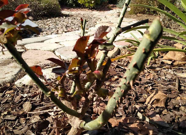 Branch of a rose with new buds and reddish-brown leaves against a background of stone paved path and mulch