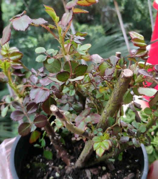 
A potted rose with red and green leaves and obvious pruning marks on the stem