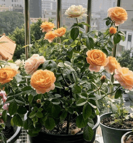 On the windowsill were several pots of orange roses in full bloom, with brightly colored flowers