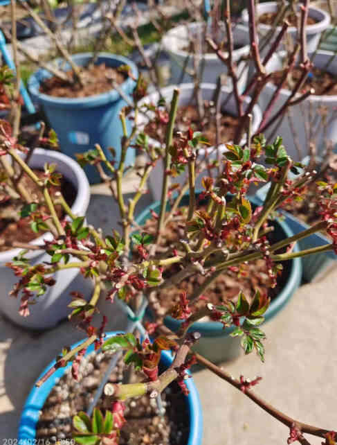 A rose branch with new buds