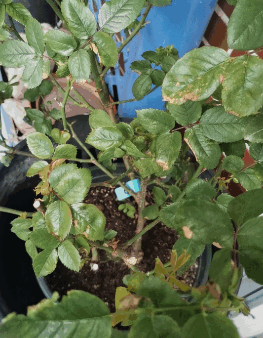 Rose plant with some yellowing and spots on the leaves, placed in a flower pot on the balcony