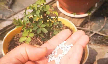 A hand holds some white granular fertilizer with a small green rose plant in the background