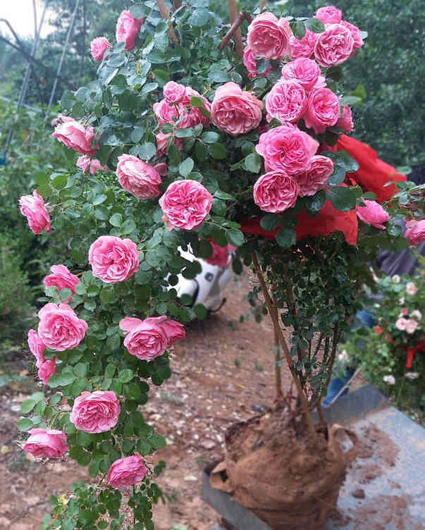 A large rose plant with pink flowers.