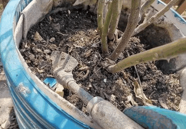 A pot of roses is being soil loosened or transplanted using gardening tools