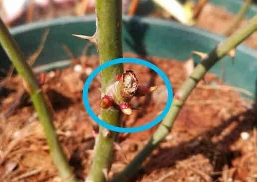 Branch of a rose, blue circle marks a bud point with new buds and thorns