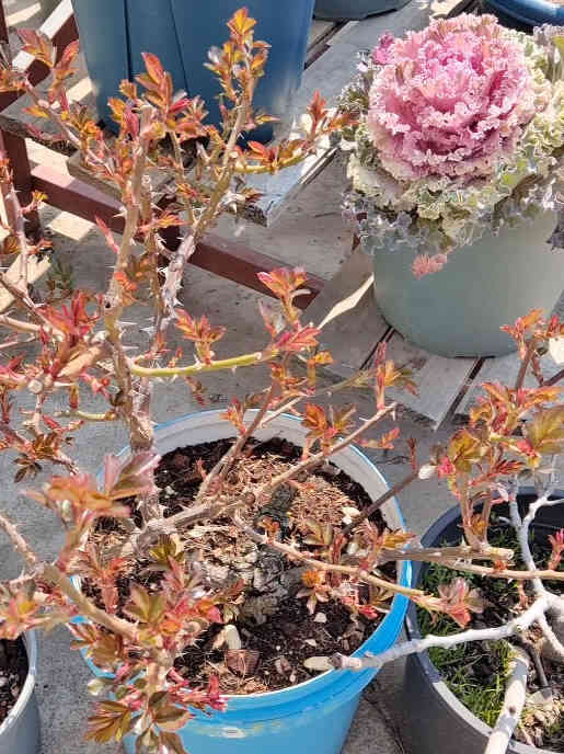 Sprouting and Growing Leaves Juice Balcony Roses