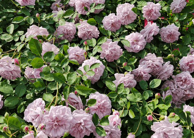 Pieces of blooming light pink rose bushes with dense flowers and vibrant green foliage