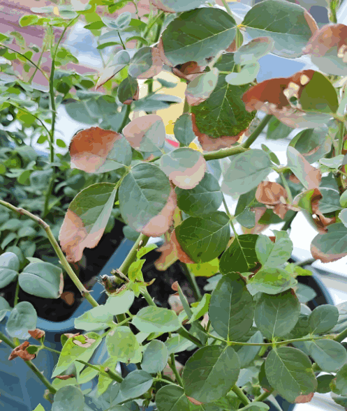 A potted rose with visible yellow spots and wilting on the leaves