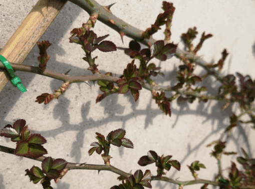 The newborn rose branches are covered with tender green leaves and sharp thorns, showing vitality