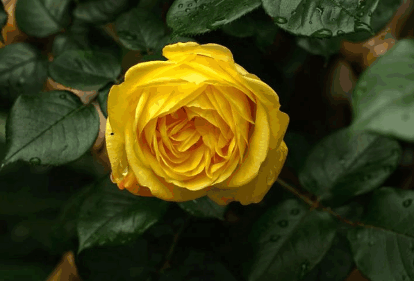 A yellow rose in full bloom, its petals dotted with raindrops and surrounded by green leaves