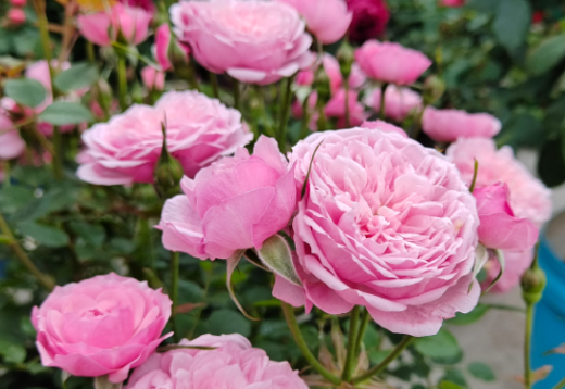 A pink rose bush in bloom with full, layered flowers and green leaves in the background