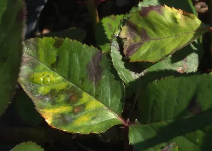 Numerous brown spots on rose leaves