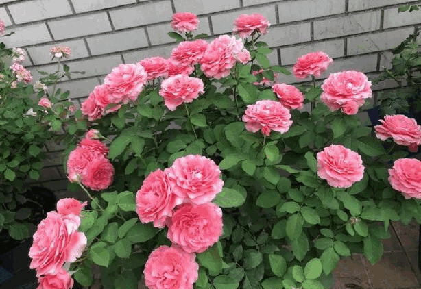 These roses are so-so