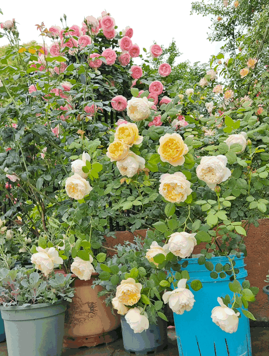 A garden corner is alive with multi-colored roses blooming in different colored pots